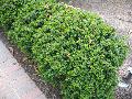 Morris Dwarf Boxwood